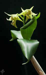 Dendrobium alexandrae