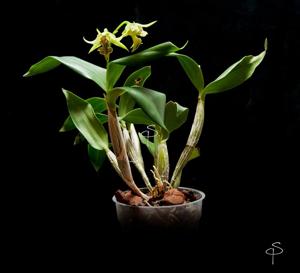 Dendrobium alexandrae