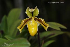 Paphiopedilum druryi