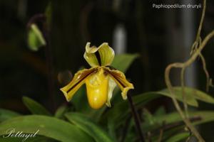 Paphiopedilum druryi