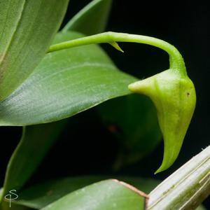 Dendrobium alexandrae