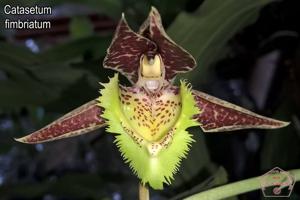 Catasetum fimbriatum