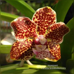 Vanda lombokensis