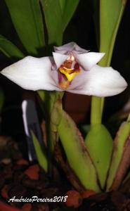 Maxillaria grandiflora