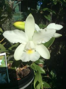 Cattleya violacea