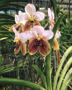 Vanda sanderiana