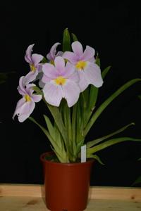 Miltoniopsis vexillaria