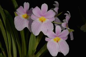 Miltoniopsis vexillaria