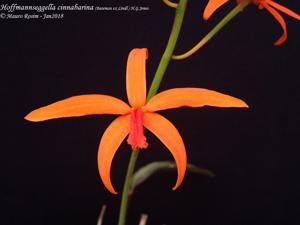 Cattleya cinnabarina