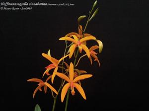 Cattleya cinnabarina