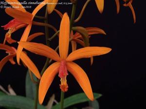 Cattleya cinnabarina