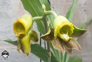 Catasetum gnomus