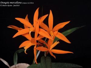 Cattleya marcaliana