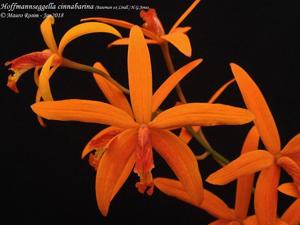 Cattleya cinnabarina