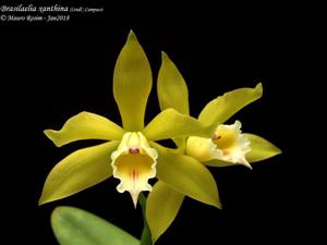 Cattleya xanthina