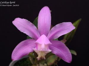 Cattleya kerrii