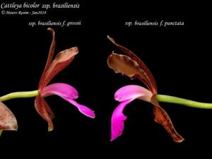 Cattleya bicolor subsp. brasiliensis
