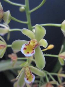 Cymbidium chloranthum