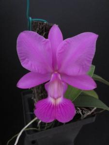 Cattleya walkeriana