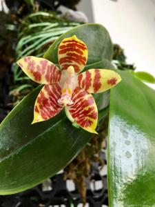 Phalaenopsis amboinensis