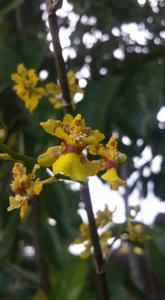 Oncidium altissimum