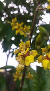 Oncidium altissimum