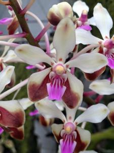 Vanda lamellata