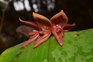 Pleurothallis nephroglossa
