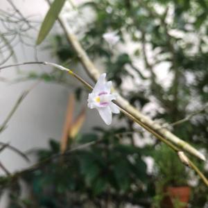 Dendrobium pseudoequitans