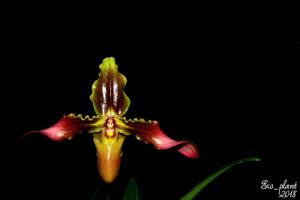 Paphiopedilum hirsutissimum