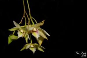 Dendrobium platygastrium