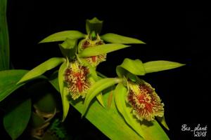 Coelogyne fonstenebrarum