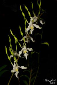 Dendrobium strepsiceros