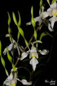 Dendrobium strepsiceros