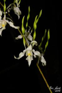 Dendrobium strepsiceros