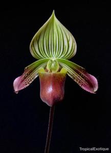 Paphiopedilum urbanianum