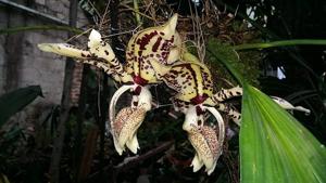 Stanhopea tigrina