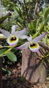 Dendrobium findlayanum