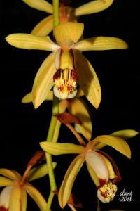 Coelogyne tomentosa