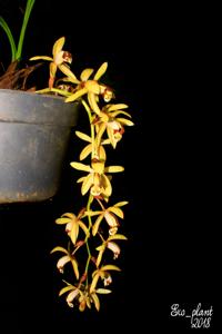 Coelogyne tomentosa