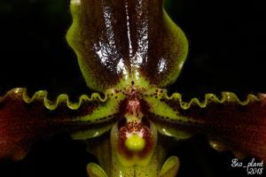 Paphiopedilum hirsutissimum