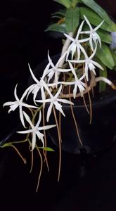 Ypsilopus amaniensis