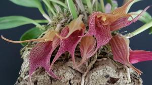 Masdevallia angulata