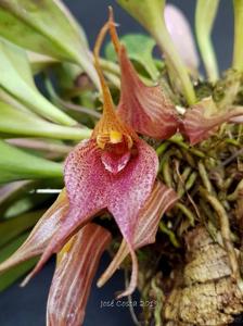 Masdevallia angulata