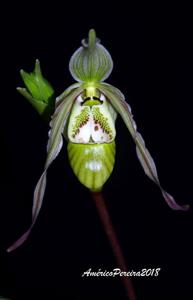 Phragmipedium pearcei