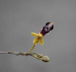 Cottonia peduncularis