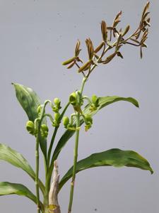 Catasetum tuberculatum