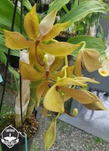 Cycnoches loddigesii