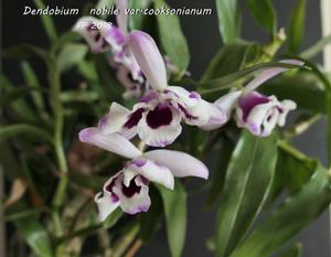 Dendrobium nobile