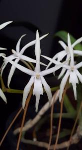 Ypsilopus amaniensis